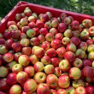 Manzanas Red Delicious de Alta Calidad, Grado AA, Cosecha Fresca, Calidad de Exportación, Alto Brix - Product Image 5