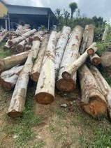 Vietnamese Origin Natural Wooden Piles <b>Garden</b> <b>Supplies</b> - Product Image 4