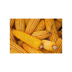 Maíz amarillo seco para alimentación animal a un precio económico ahora a la venta - Product Image 6