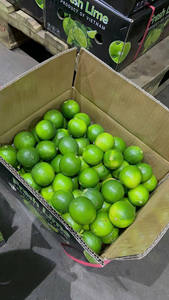 Citron vert frais sans pépins du Vietnam Citron vert sans citron Fruits frais/ANNA DO VILACONIC - Product Image 6