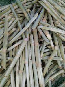 Caña de Azúcar Congelada de Vietnam, Método de Procesamiento Limpio que Produce Cañas Uniformes para Cadenas de Bebidas y Plantas de Procesamiento de Jugos - Product Image 2
