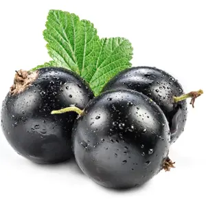 Premium Quality Wholesale Supplier Of CURRANT SEEDS/ Seeds For Sale