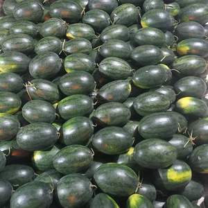 Sandía Fresca de Alta Calidad de Vietnam con Sabor Dulce y Jugoso - Product Image 5