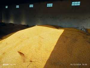 High Quality Cattle <strong>Feed</strong> and <strong>Poultry</strong> <strong>Feed</strong> Non GMO Nutrient Rich <strong>Maize</strong> Protein Rich <strong>Maize</strong> Bulk Supplier - Product Image 4