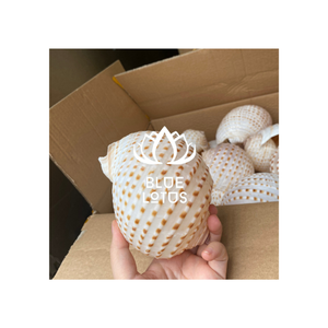 เปลือก Tun ลายธรรมชาติสำหรับนักสะสมเปลือกหอยการตกแต่งทางทะเลและงานศิลปะในธีมมหาสมุทรดอกบัวสีน้ำเงิน - Product Image 1