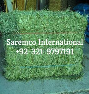 Foin d'herbe de Rhodes de qualité supérieure aliments pour animaux séchés du Pakistan double balles compressées pour la consommation de porcs, de bovins et de chevaux - Product Image 6