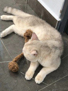 Jouet à mâcher en corde de coco de haute qualité disponible pour les animaux de compagnie, option de mâchage sûre et durable pour les chiens et les chats en provenance du Vietnam - Product Image 2