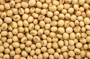 <span class=keywords><strong>Soja</strong></span> naturel séché en vrac, grains uniformes jaunes, qualité alimentaire, 25 kg, pour transformation alimentaire et exportation, à vendre - Product Image 5