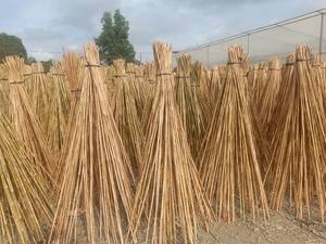 Bâtons et cannes ronds solides en bambou jaune durable, longueur 4 m, diamètre 0,01 m, marque GGN, modèle SR-BAMBOOVN - Product Image 3