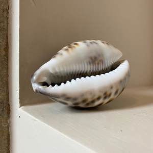 Conchas de mar naturales vacías, decoración coleccionable, precio barato - Product Image 5