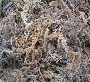 Algues marines de cotonni séchées au soleil naturelles, haute pureté, qualité stable, adaptées à la production et à l'exportation de carraghénane - Product Image 6