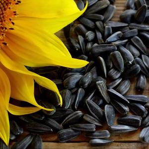 Noix de tournesol, croustillantes, nutritives et délicieuses, choix idéal pour l'énergie quotidienne avec une qualité supérieure - Product Image 5