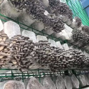 Système de culture de champignons multicouche pour l'agriculture verticale intérieure, étagères de culture intérieures pour shiitake, huîtres et reishi - Product Image 4