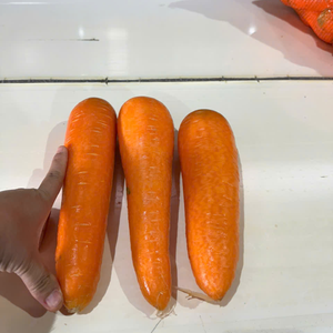 Frutas y Verduras Frescas Orgánicas al por Mayor de Vietnam, Zanahorias de Naranja Dulces y Ricas en Vitaminas, Tamaños S/M/L para el Mercado Global de Alimentos - Product Image 2