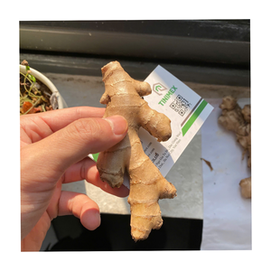 Gingembre/Gengibre/Shouga hybride frais de haute qualité à 100% au Vietnam avec un prix de gros compétitif - Product Image 1