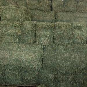Heno de alfalfa premium a granel, heno de alfalfa con alto contenido de proteínas y fibra, perfecto para alimentar ganado y animales de granja - Product Image 1