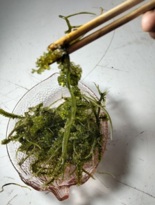 Uvas de Mar Verdes Frescas, Algas Comestibles 100% Naturales, Conservadas en Frío, Proveedor de Mariscos Saludables - Product Image 5