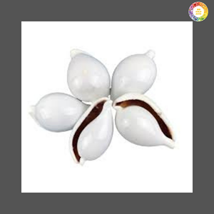 Vietnam Cowrie Shells Bulk Supply for Handicrafts Interior and Resort <b>Decoration</b> - Product Image 6