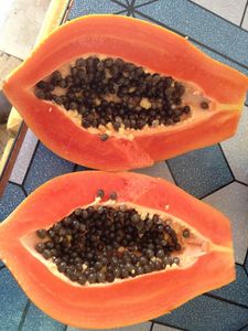 High Quality Fresh Frozen Whole Papaya Fast <b>Delivery</b> - Product Image 2