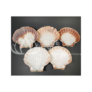 Les coquilles de pétoncles hautement cotées pour la découverte parfaite pour l'artisanat de décoration et plus de Lotus bleu Vietnam - Product Image 1