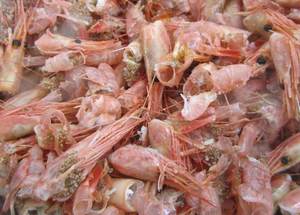 PROVEEDOR DE VIETNAM/CÁSCARA DE CAMARONES DE ALTA CALIDAD PARA ALIMENTACIÓN ANIMAL | MATERIAL NATURAL - Product Image 2