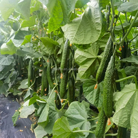 Serre agricole économique en PE à simple travée avec système de refroidissement par plaques et ventilateurs pour la production de concombres sur le marché européen