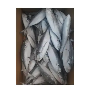 Ikan makanan laut Frozen kualitas tinggi | Beli/pesan seluruh makarel 1kg tersedia untuk dijual dengan harga murah