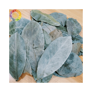 100% hojas de Graviola de Guanábana secas naturales/hoja de Guanábana seca hecha en Vietnam embalaje OEM 0,5kg para exportación - Product Image 6