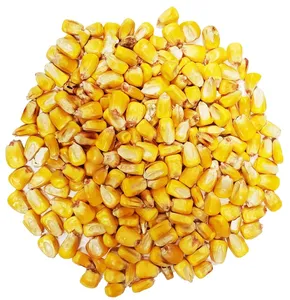 Stock a granel de maíz amarillo seco de primera calidad, maíz amarillo lleno de nutrientes naturales, ideal para aves de corral y ganado - Product Image 6