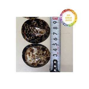 Conchas de Lapa al por mayor para artesanía y decoración del hogar ofrecidas por proveedores de confianza de Vietnam - Product Image 1