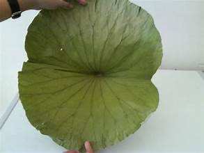 ผลิตภัณฑ์จากใบบัวแห้งสมุนไพรทั้งใบสะอาดใช้เป็นกิจวัตรเพื่อสุขภาพประจำวัน - Product Image 6