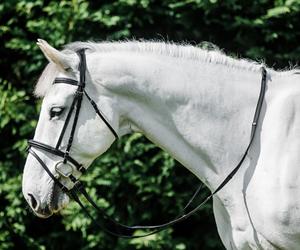 Brida de caballo Precio al por mayor Brida de caballo de alta calidad hecha de cuero REAL - Product Image 6