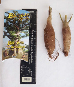 Kit pequeño Baobab (Adansonia Digitata) - Product Image 3