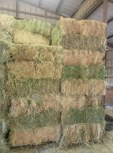 Foin d'alfalfa en gros provenant des États-Unis, origine Californie, qualité supérieure, balles de 50 lb et 100 lb pour l'exportation vers l'Asie et le Moyen-Orient - Product Image 2