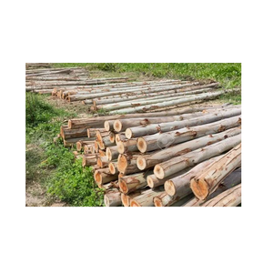 Fresh Cut Eucalyptus Wood Round <b>Logs</b> - Wholesale Price, Large Quantity Available - Product Image 3