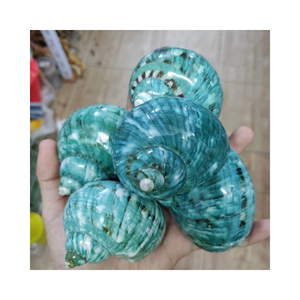 เปลือกหอยเทอร์โบสีเขียวจากมหาสมุทรธรรมชาติสำหรับ Terrarium และงานฝีมือสไตล์ชายหาด - Product Image 3