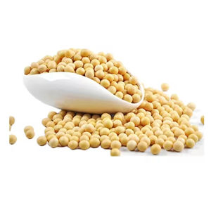 Graine de soja biologique sans OGM du Brésil - Product Image 2