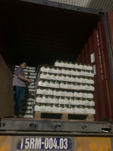 Concombre de haute qualité pour la production de cornichons, la préparation alimentaire et l'industrie de transformation, Vietnam - Product Image 6