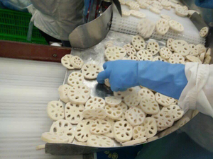 รากบัวแช่แข็งคุณภาพสูงจากเวียดนาม - Product Image 3