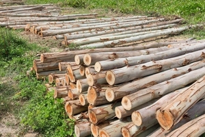 Exporting From Viet Nam Raw Wood <b>Logs</b> Material for Factories, Home <b>Heating</b> System in Winter Season - Product Image 4