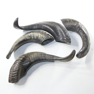 Shofar Kosher de Cuerno de Carnero Natural, Hecho a Mano, Ecológico, para la Vida Diaria, Bodas Modernas, Tamaño Personalizado, Venta Caliente - Product Image 2