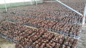 Hongo Shiitake Seco de Vietnam, Sabor Orgánico, Alta Calidad, Pedido al por Mayor, Exportación - Product Image 4