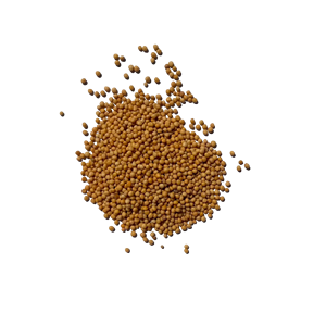 Vente en gros de graines de moutarde jaune prêtes à être exportées aux industries des condiments et de l'agriculture - Product Image 4