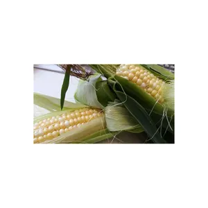 Wholesale Supplier Of Bulk Fresh Stock of Dried Yellow Corn Grans / Corn Maize Quality Corn Seeds For Poultry Animal Meal