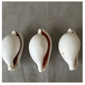 Tamaño 5-7cm Huevo blanco natural Cauri Shell Ovula Ovum para la fabricación de joyas y decoración del hogar - Product Image 3