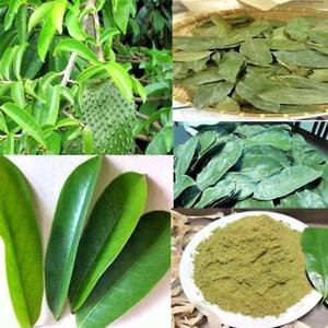 POUDRE DE FEUILLE DE SOURSOP BIO EN VRAC 1KG EMBALLÉE dans 30 SACS DE THÉ, IDÉAL pour LE THÉ, LES PRODUITS DE BEAUTÉ et L'USAGE NUTRITIONNEL 2024 - Product Image 5