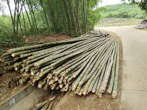 Meilleur prix pour des poteaux de bambou de haute qualité et en gros/poteaux de bambou brut/poteau de bambou pour la construction par Eco2go Vietnam - Product Image 3