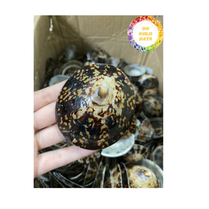 Coquillage polonais lipet du Vietnam Coquillages naturels décoratifs pour la décoration intérieure et les œuvres d'art en coquillages - Product Image 4