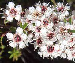 100% PureEssential Kanuka Oil India Cuidado del cuerpo Venta al por mayor Aceite natural a granel Aceite natural Kanuka India BulkWholesale para aromaterapia - Product Image 2