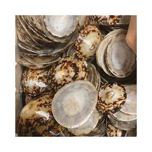 Las mejores conchas de Lapa Cellana pulidas limpias, recuerdo y joyería de estilo esmaltado, sombrero Ohpihi, concha marina, mujeres lactantes - Product Image 6